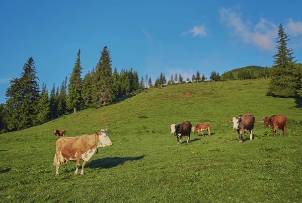 Troupeau de vaches pâturant sur la montagne — Photo