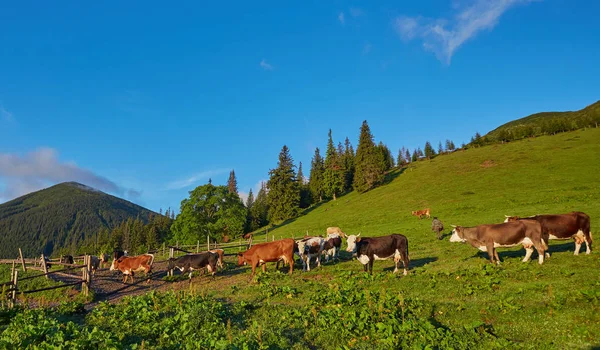Κοπάδι από αγελάδες που βόσκουν στο βουνό — Φωτογραφία Αρχείου