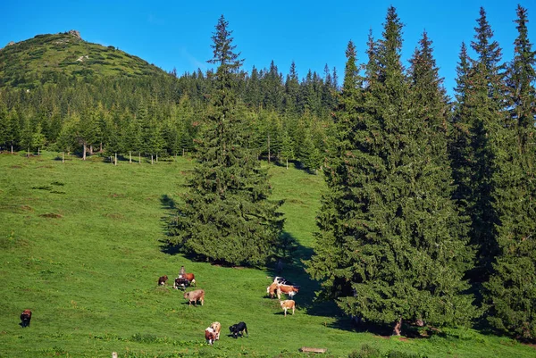 산에 방목 하는 소의 무리 — 스톡 사진