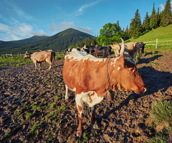 Zelená louka v horách a krávy — Stock fotografie