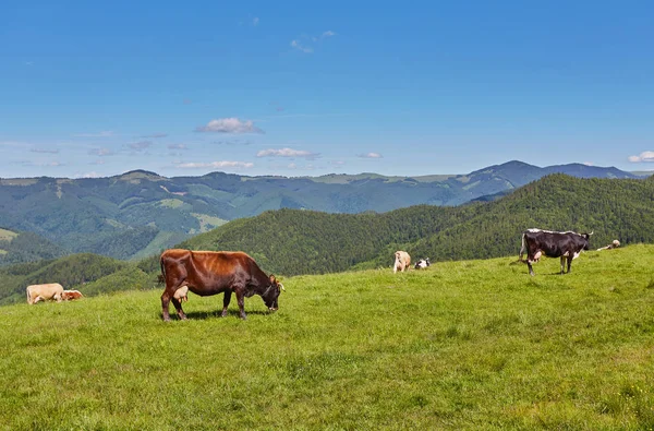 Стадо корів, що пасуться на горі — стокове фото
