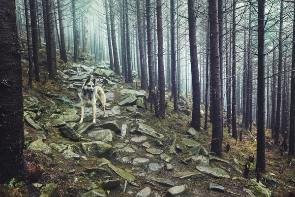 A hunting dog awaits its owner in a misty forest — Stock Photo, Image