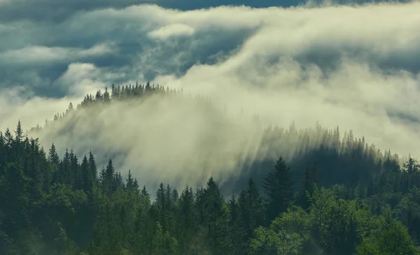 Δάσος με κωνοφόρα δέντρα στην ομίχλη — Φωτογραφία Αρχείου