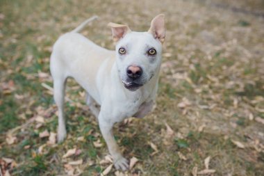 Çukur boğa köpek geçersiz