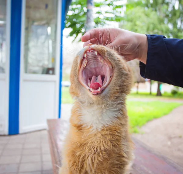 Um gato com uma boca aberta no processo de bocejar — Fotografia de Stock