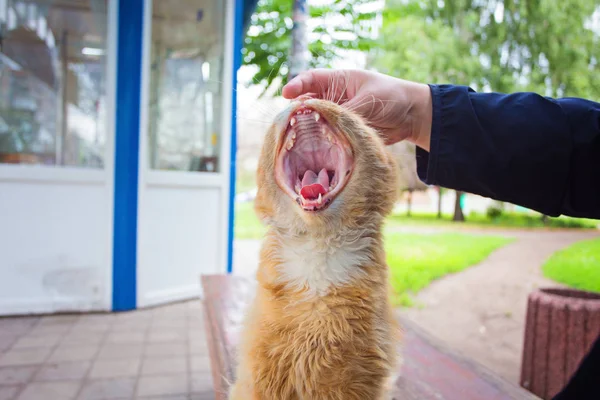 Eine Katze mit offenem Maul beim Gähnen — Stockfoto