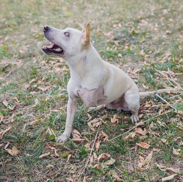 El perro pit bull es inválido —  Fotos de Stock