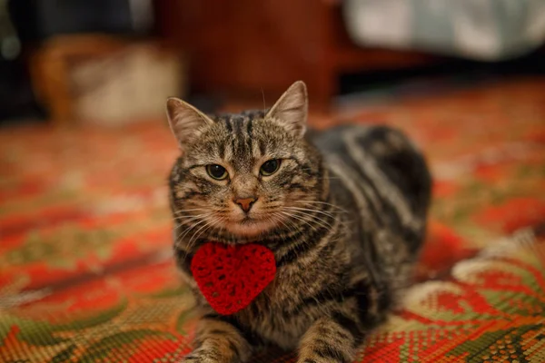 Grå vuxen katt ligger på golvet — Stockfoto