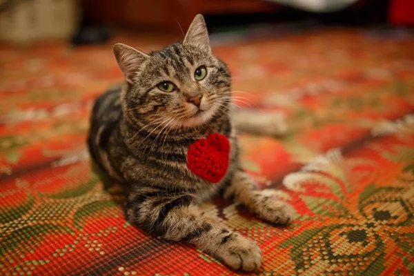 Fluffiga persisk katt. — Stockfoto