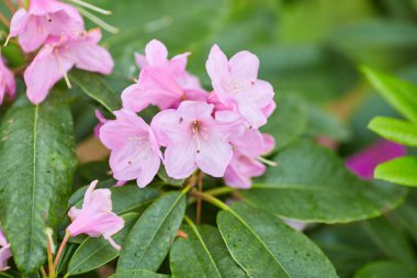 Pembe ormangülü açelya çiçek açan