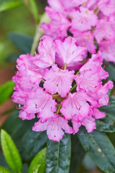 Blühende rosa Azalee-Rhododendron — Stockfoto