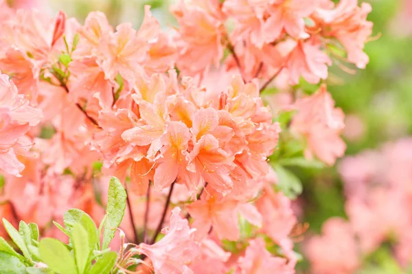 Orange and yellow Rhododendron flowers blooming outdoors in the — Stock Photo, Image