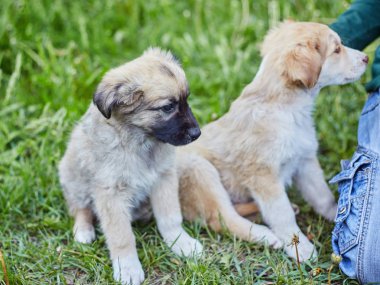Mutlu küçük turuncu havanese köpek yavrusu