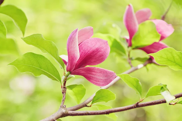 Flor Magnolia floración sobre un fondo de flores.: fotografía de stock ©  saharrr #185857868 | Depositphotos