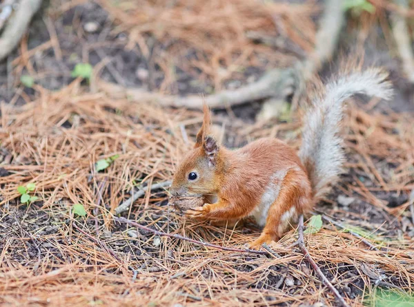 Red Squirrel, in the forest eating a nut — Stock Photo, Image