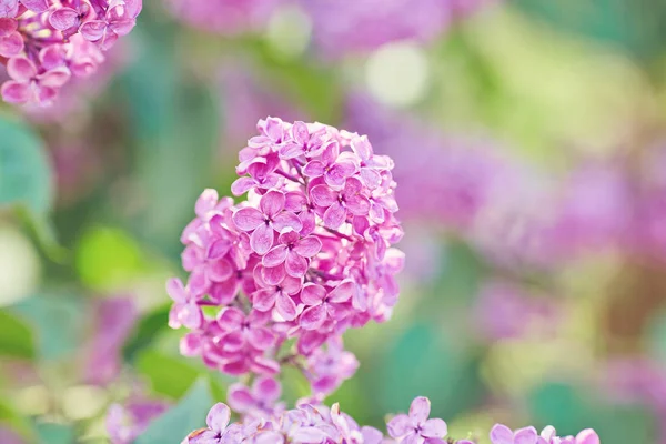 Belles fleurs violettes fraîches. Gros plan de fleurs violettes . — Photo