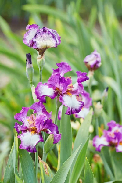 Group of purple irises in spring sunny day. — Stock Photo, Image