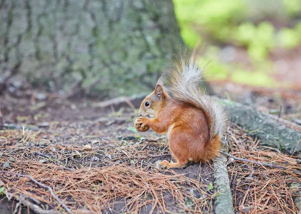 Zrzavá veverka, v lese, jíst ořech — Stock fotografie