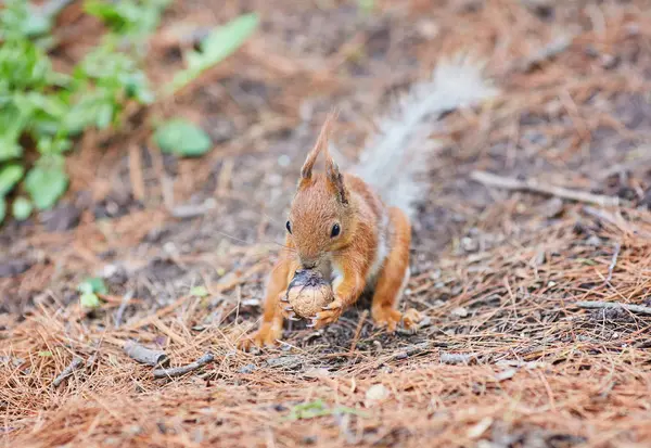 Rotes Eichhörnchen, das im Wald eine Nuss isst — Stockfoto