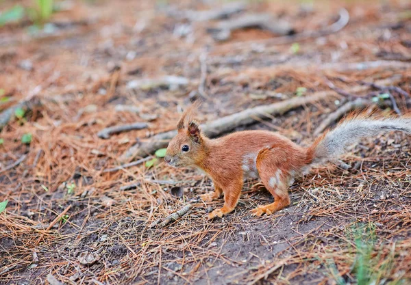 Scoiattolo Rosso, nella foresta mangiando una noce — Foto Stock
