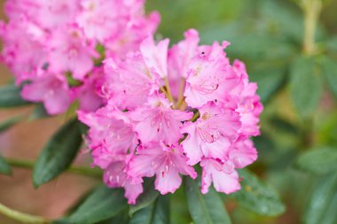 Çiçeklerin arka planında çiçek açan Manolya Çiçeği.