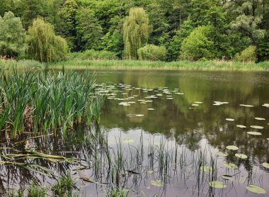 Orman. Yeşil ağaç ahşap. Doğa ourdoor ortamı. Güneş, bitki örtüsü, su birikintisi, göl manzara. Güneş ışığı park. Yemyeşil yaz bitki.
