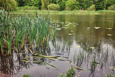 Orman. Yeşil ağaç ahşap. Doğa ourdoor ortamı. Güneş, bitki örtüsü, su birikintisi, göl manzara. Güneş ışığı park. Yemyeşil yaz bitki.