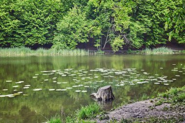 Orman. Yeşil ağaç ahşap. Doğa ourdoor ortamı. Güneş, bitki örtüsü, su birikintisi, göl manzara. Güneş ışığı park. Yemyeşil yaz bitki.