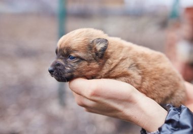 Küçük bir siyah köpek bir kız ellerinde yatıyor. Bir daksund köpek yavrusu tutan eller