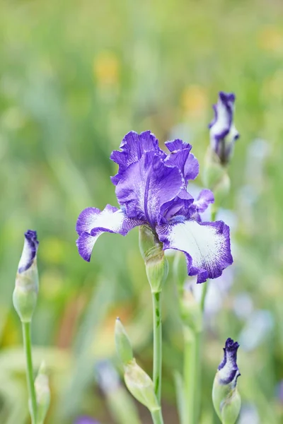 Grupp av lila Iris i soliga vårdag. — Stockfoto