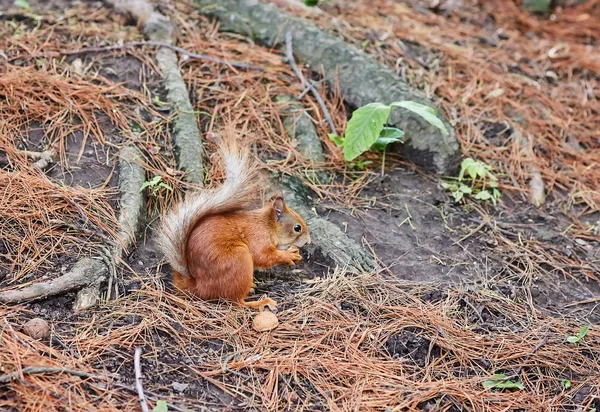 Écureuil roux, dans la forêt mangeant une noix — Photo