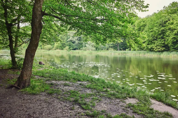 Forest. Green tree in the wood. Nature ourdoor environment. Landscape with sun, foliage, pond, lake. Sunlight park. Lush summer plant. — Stock Photo, Image