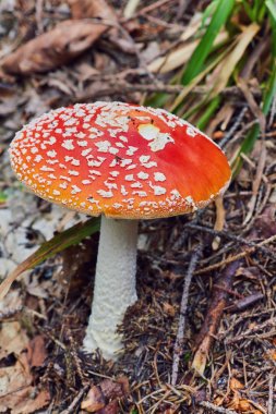 Amanita Muscaria, zehirli mantar. Fotoğraf doğal orman arka planında çekildi..