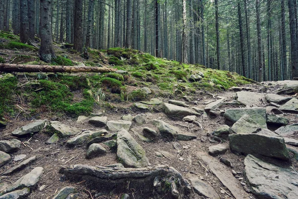 Camino Piedra Bosque Coníferas Las Montañas — Foto de Stock