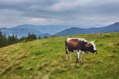 Pastoral yaz peyzaj çiçek açan çiçekler, tipik çiftlik ve karla kaplı dağ başında güneşli bir mavi gökyüzü, İsviçre ile arasında taze yeşil çayırlığında otlatma inek ile İsviçre Alpleri'nde