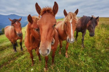 Atları dağ Vadisi. Güzel doğal peyzaj
