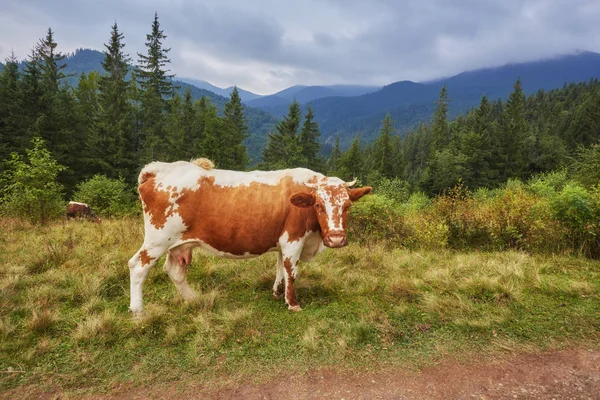 Ειδυλλιακό Καλοκαιρινό Τοπίο Στις Ελβετικές Άλπεις Αγελάδες Που Βόσκουν Στα — Φωτογραφία Αρχείου