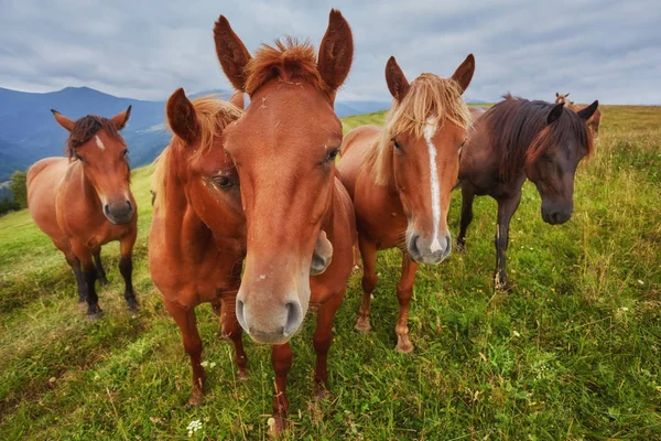 Atları dağ Vadisi. Güzel doğal peyzaj