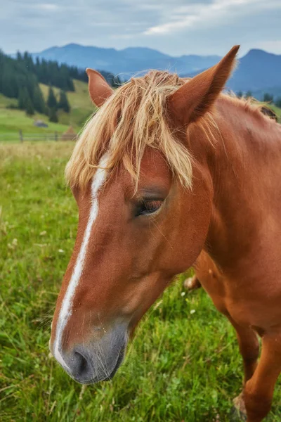 Caballo Marrón Pastando Césped Sobre Fondo Montañas —  Fotos de Stock