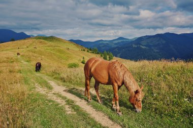 at sürüsü karşı dağlar sıyrılmak