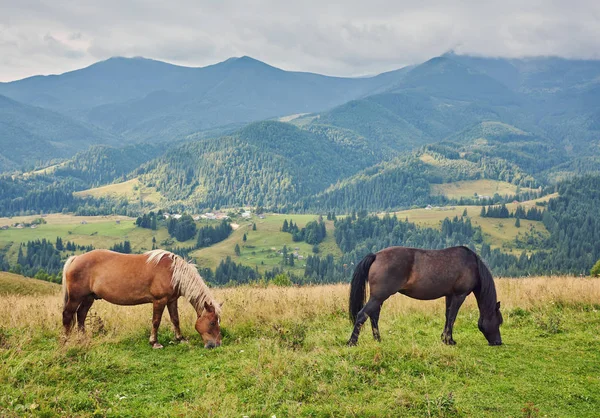 Pferdeherde Weidet Bergen — Stockfoto