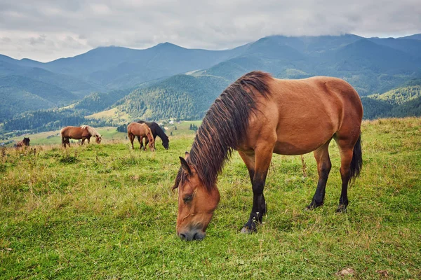 Caballos Valle Montañoso Hermoso Paisaje Natural —  Fotos de Stock