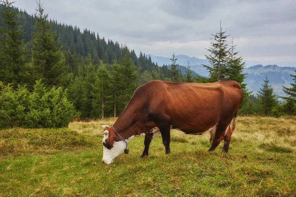 Αγελάδες Που Βόσκουν Ένα Λιβάδι Κοντά Στα Βουνά Καλοκαίρι — Φωτογραφία Αρχείου