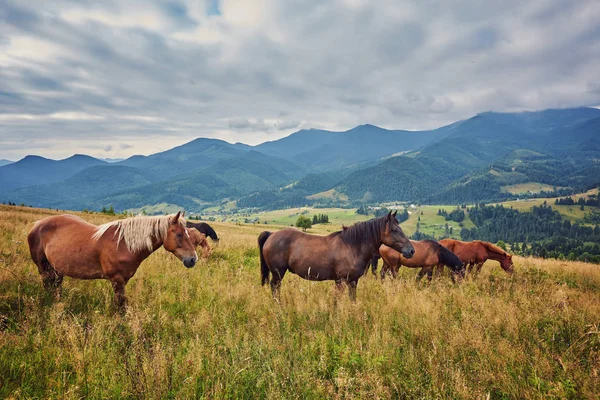 Horses, feeding on grass at high-land pasture at Carpathian Mountains in rays of sunset