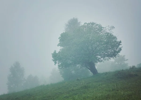 Drzewo Łące Mgle Światło Słoneczne — Zdjęcie stockowe