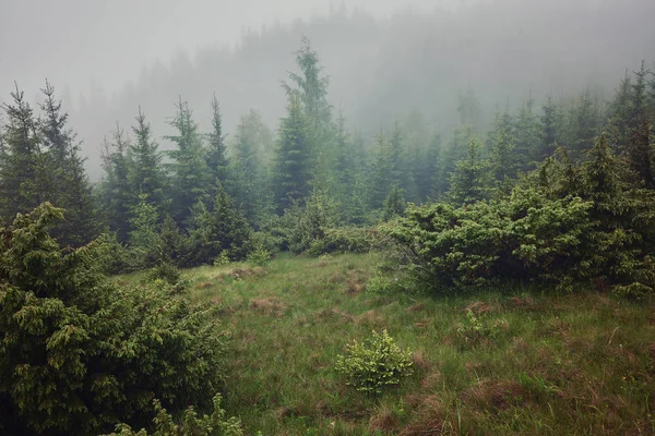 Sisli Sabah Yaz Köknar Ağaçlarıyla Mevsimlik Seyahat Hipster Arka Plan — Stok fotoğraf