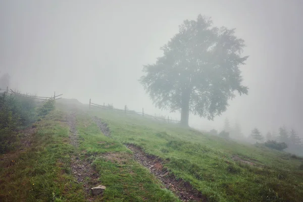 Espesa Niebla Matutina Bosque Verano Niebla Espesa Mañana Bosque Estanque — Foto de Stock
