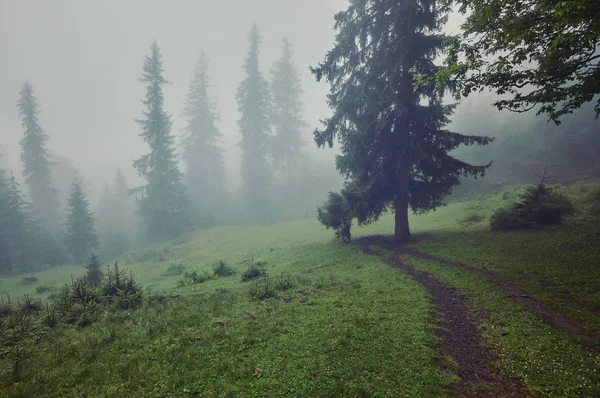 Sisli sabah yaz köknar ağaçlarıyla, mevsimlik seyahat hipster arka plan manzara