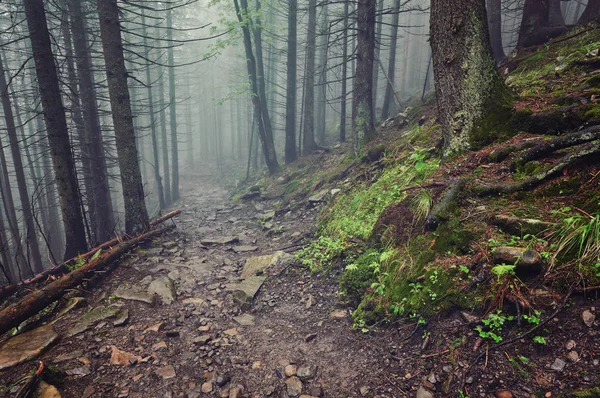 Ένα Δάσος Μονοπάτι Μέσα Από Βαρύ Δάσος Ελαφριά Ομίχλη Και — Φωτογραφία Αρχείου