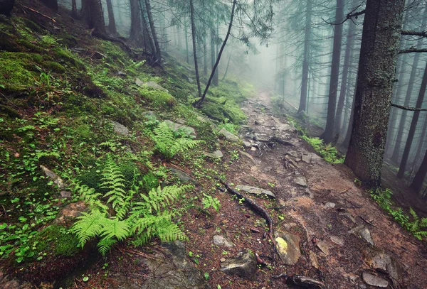 Ein Waldweg Durch Dichten Wald Leichter Nebel Und Farnlinie — Stockfoto
